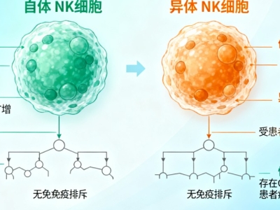 NK細(xì)胞：自體與異體的 “免疫戰(zhàn)士”，究竟有何不同？